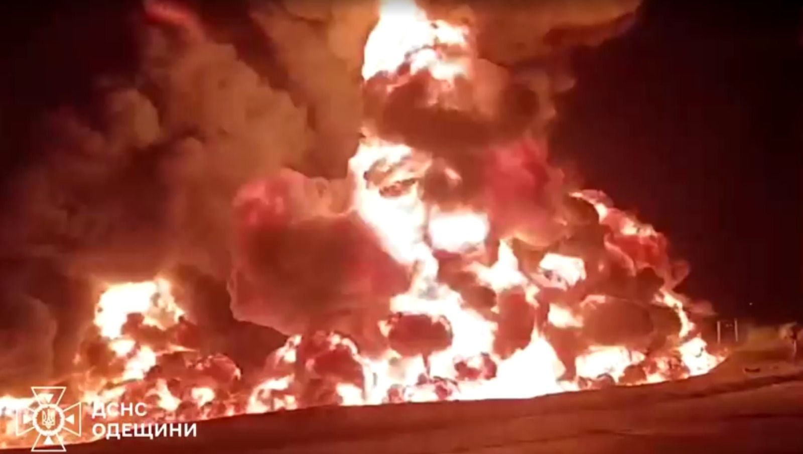 Cavalo mutilado: animal caiu por exaustão após ser forçado a cavalgar 15 km