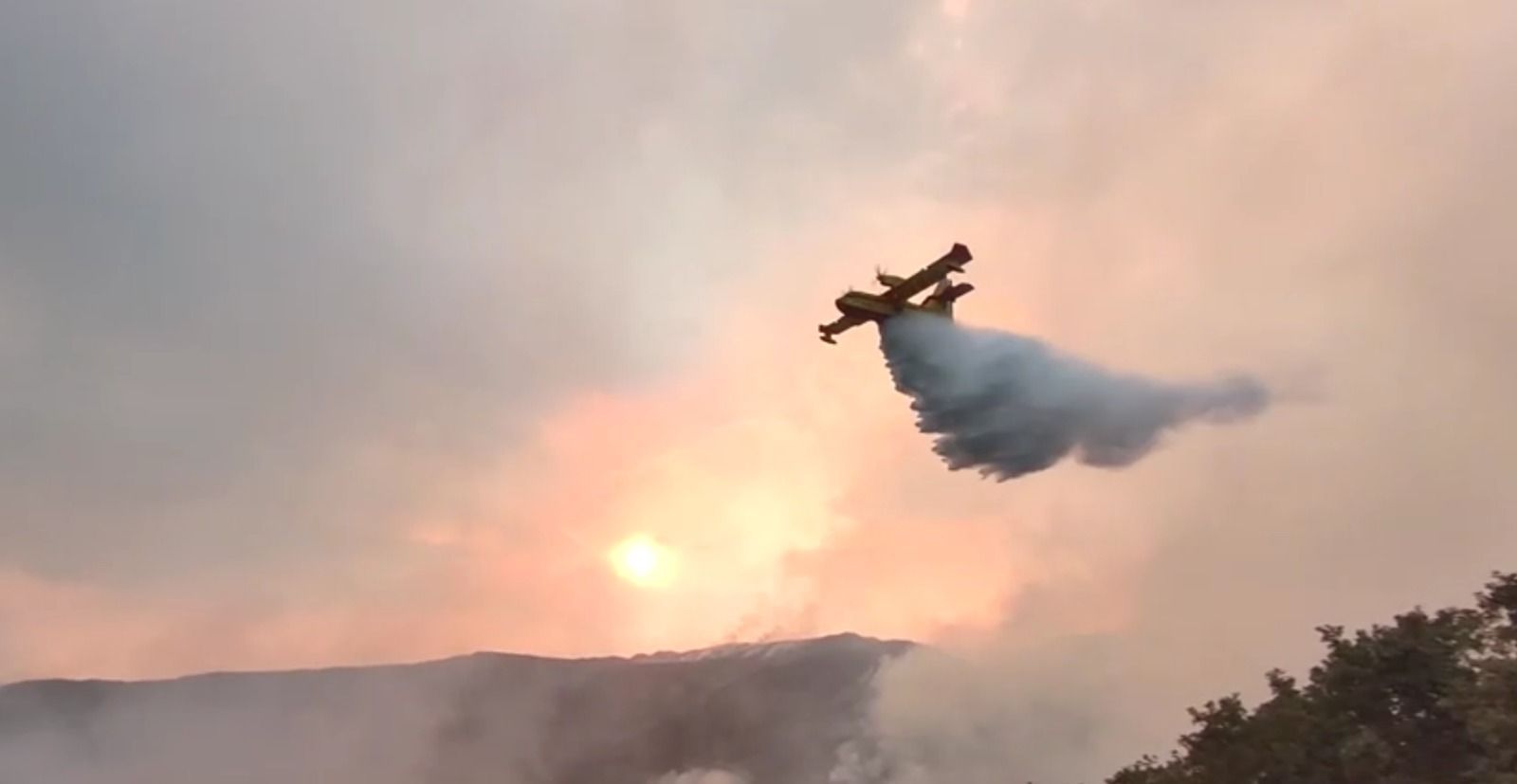 Cavalo mutilado em SP: entenda por que suspeito não foi preso