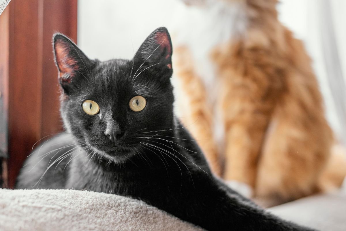 Gatos.jpg Caixa Econômica abre cadastro para revendedoras de gás no programa Gás do Povo, que garante recarga gratuita a famílias de baixa renda.