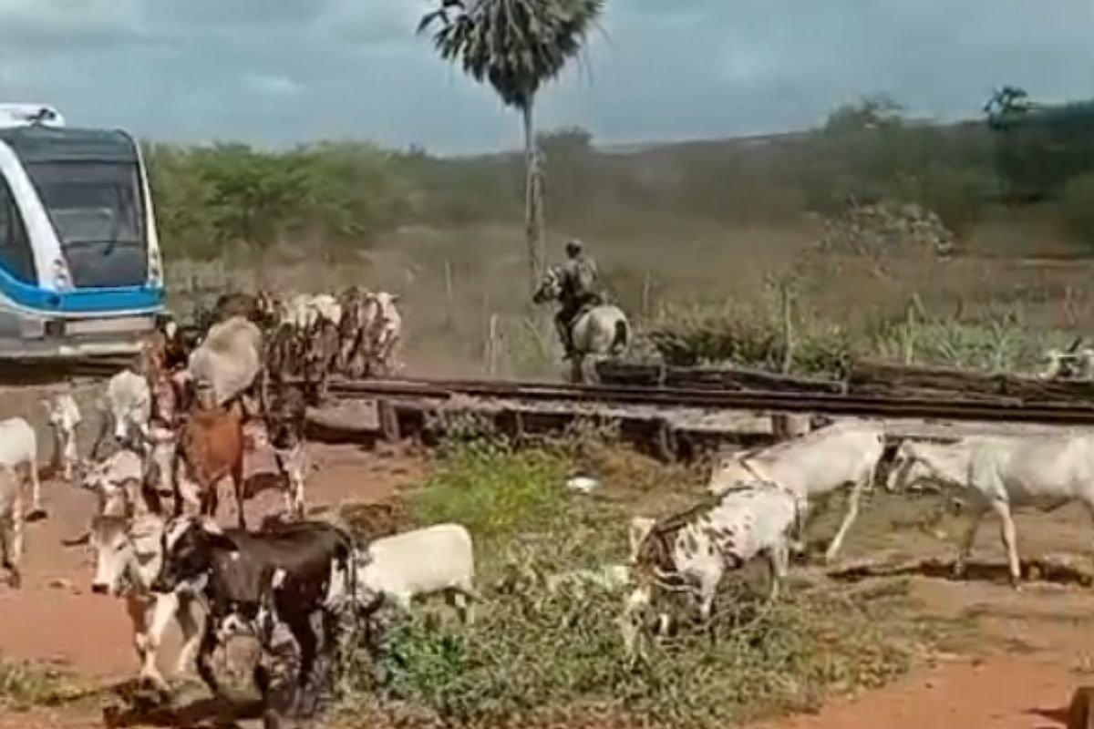 CBTU reforça que travessia de rebanhos fora das passagens seguras ameaça segurança de passageiros, funcionários e população.