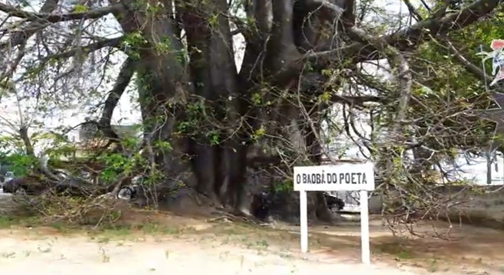 Defesa Civil de Natal determina remoção do Baobá do Poeta