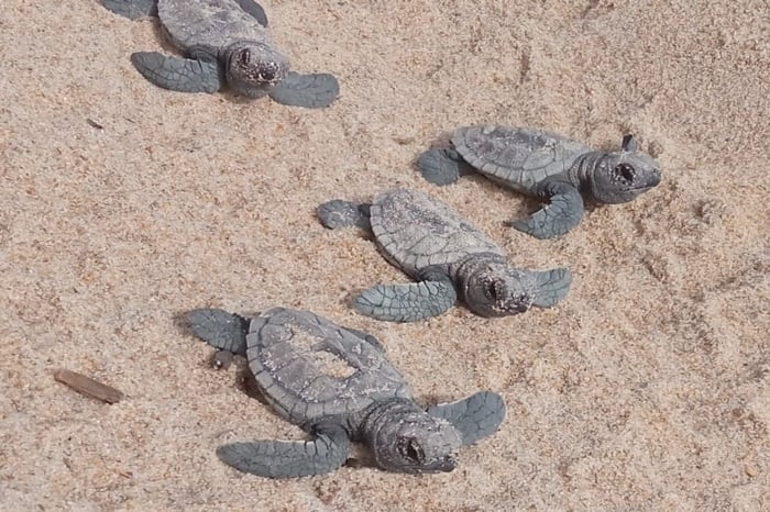 Empresa é acionada por destruir área de desova da tartaruga-de-pente no RN