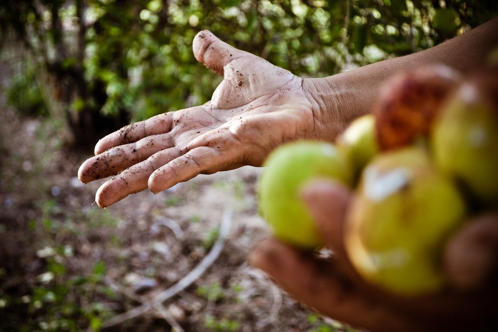 RN reconhece ofício das mangabeiras como patrimônio cultural