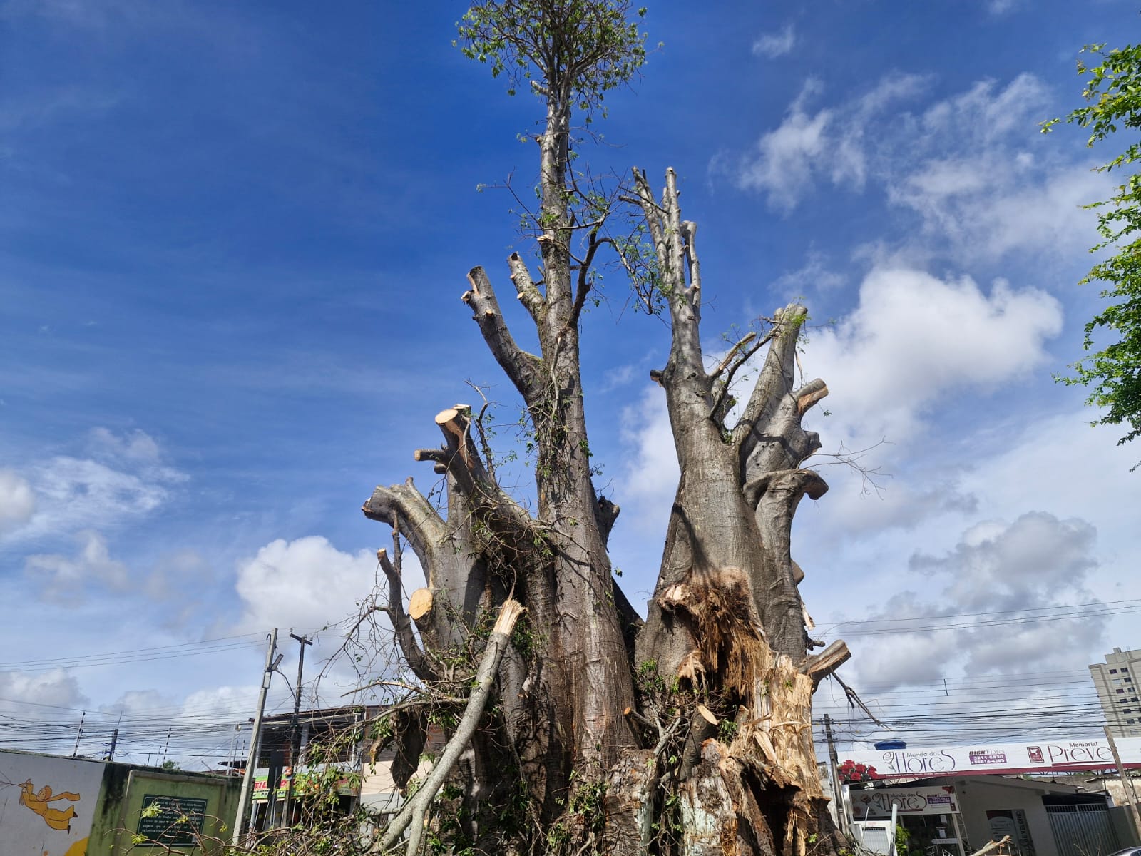 Terreno do Baobá do Poeta foi comprado por Grupo Vila, que tenta recuperar árvore