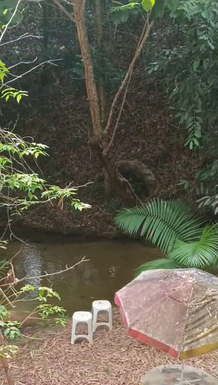 WhatsApp-Image-2025-12-12-at-21.34.51.jpeg O rio porão