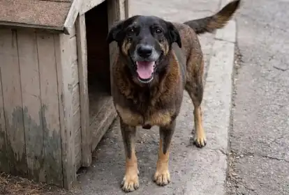 Cachorro-orelha.jpg.webp.webp Natal se soma a mobilização nacional por justiça após morte do cão Orelha