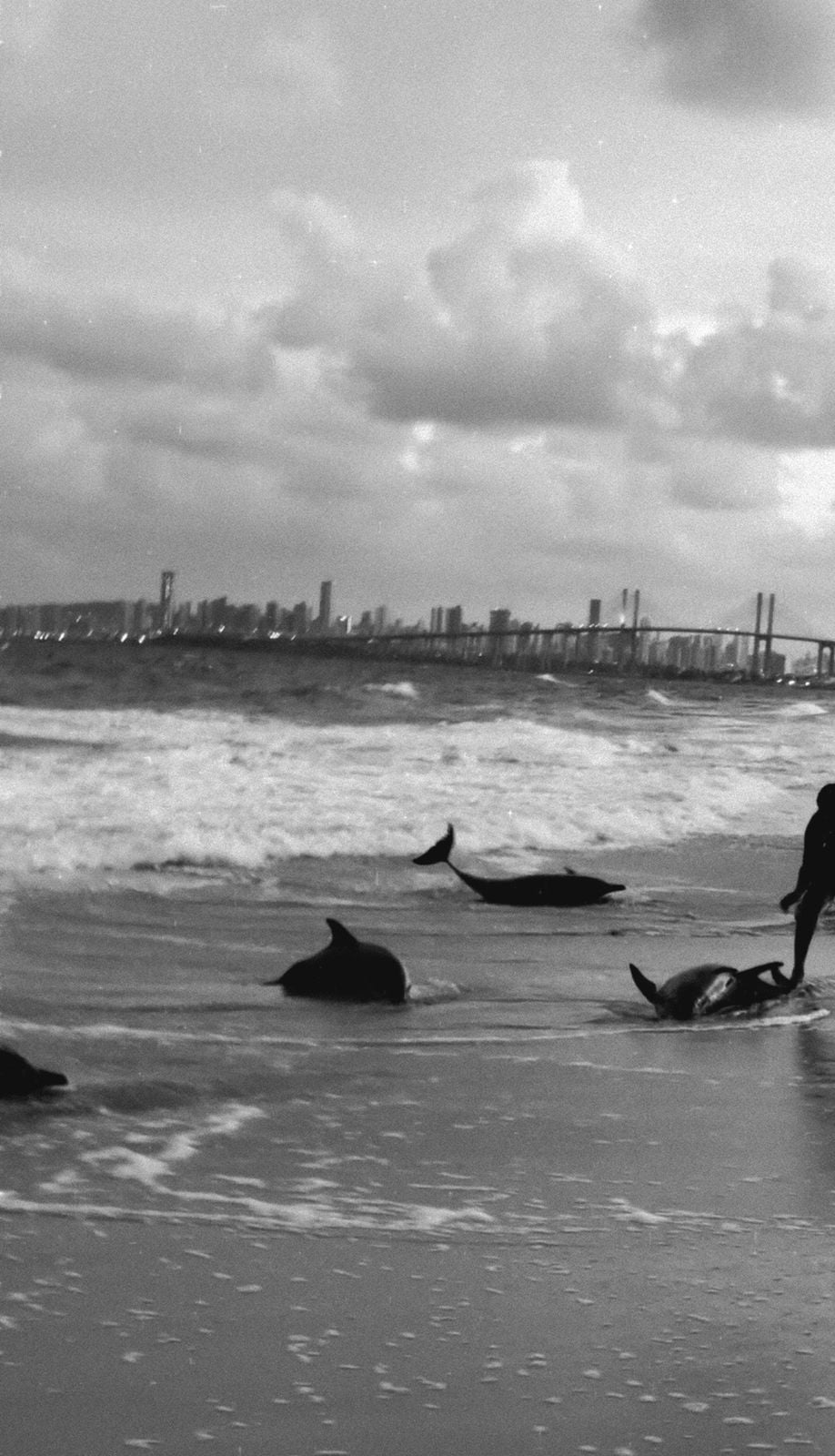 WhatsApp-Image-2026-01-05-at-10.48.17.jpeg Encalhamento de golfinhos na Redinha alerta sobre como agir em resgate