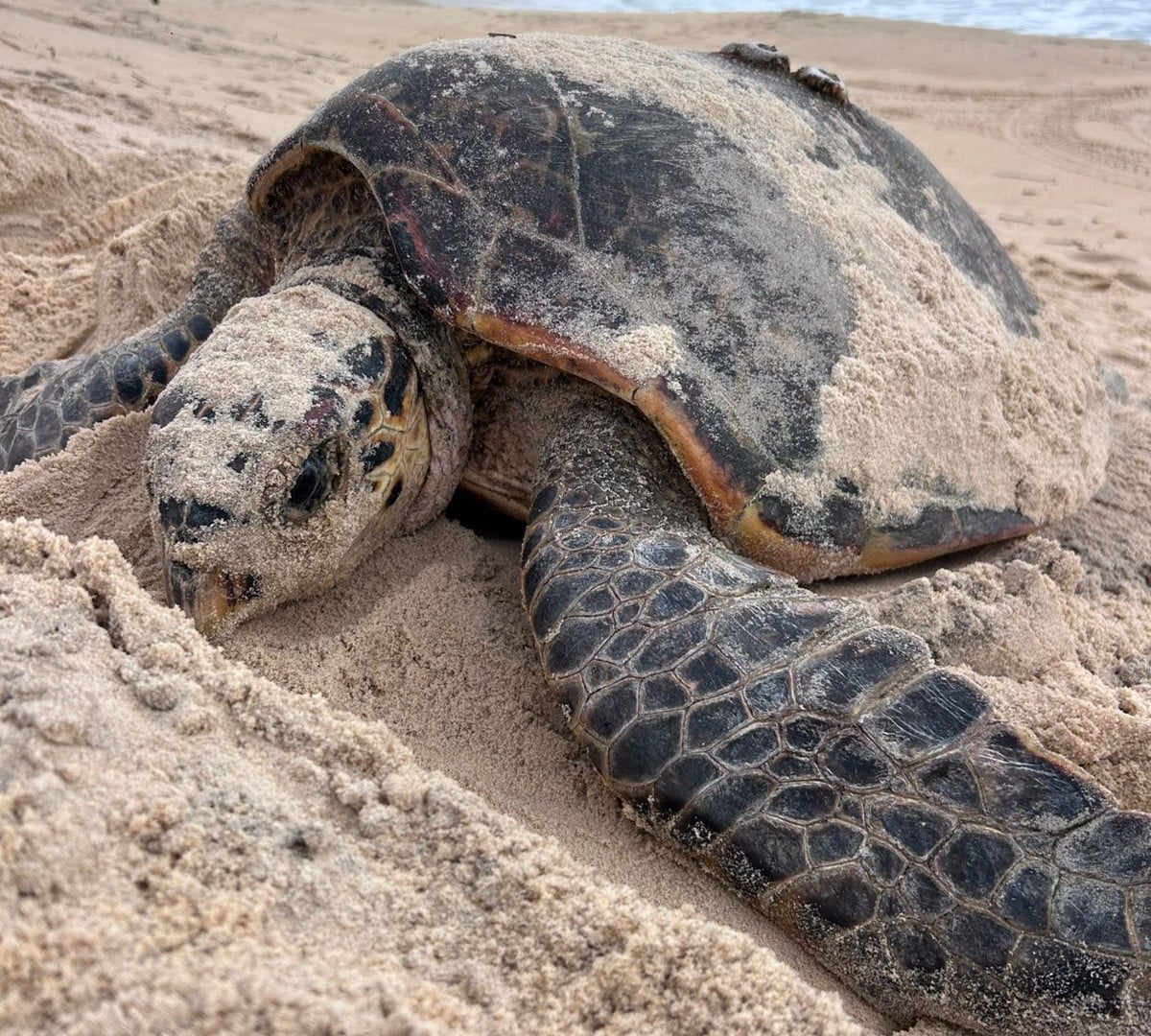 Desova rara de tartarugas-de-pente é registrada em Nísia Floresta