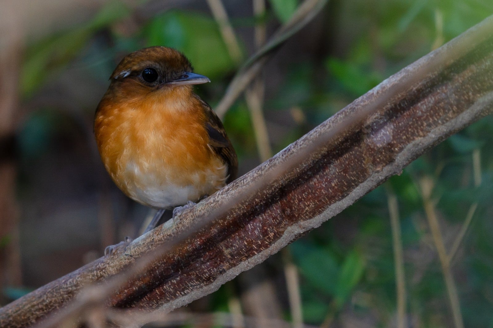WhatsApp-Image-2026-01-29-at-08.57.25.jpeg RN tem 172 espécies ameaçadas de extinção