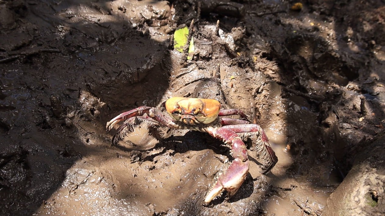 Manguezais: defeso do caranguejo-uçá prevê multas de até R$ 100 mil no RN