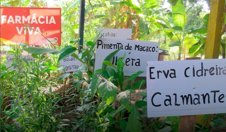 Lei no RN amplia acesso a plantas medicinais e fitoterápicos pelo SUS