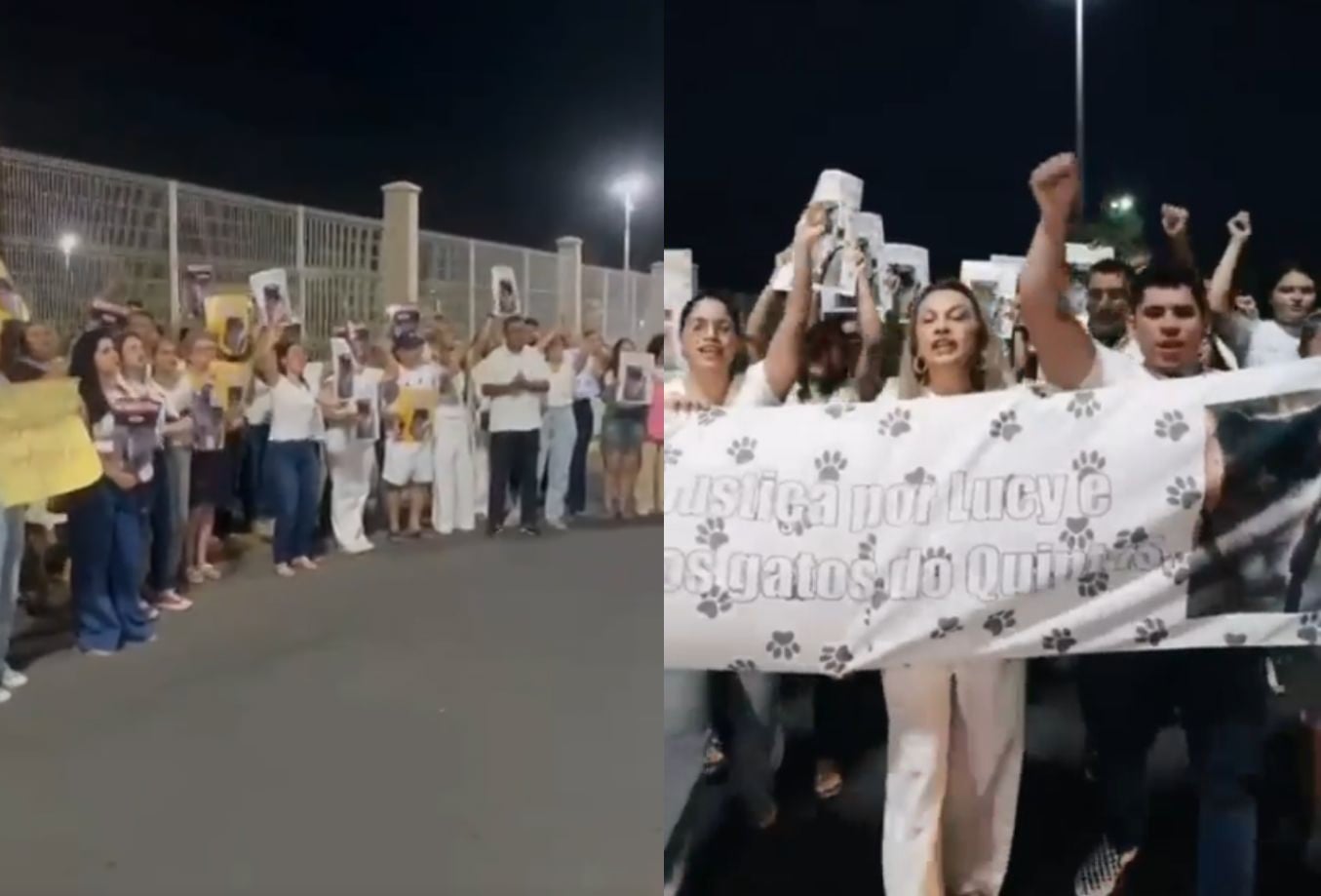 Família denuncia omissão após morte de gata capturada em Mossoró