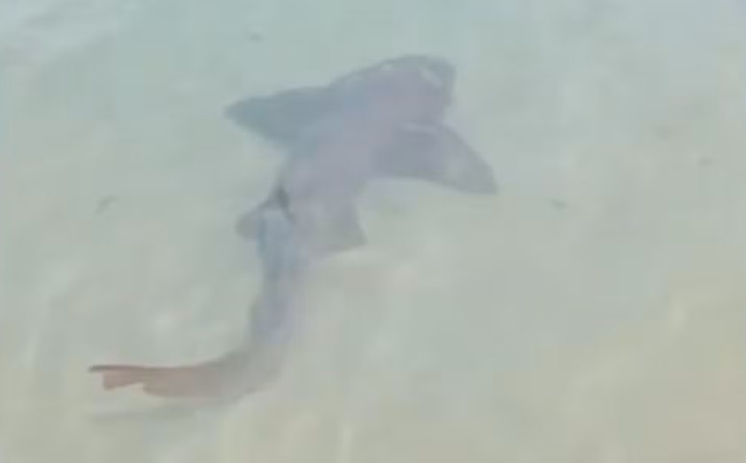 Banhistas filmam tubarão próximo ao Morro do Careca, em Ponta Negra