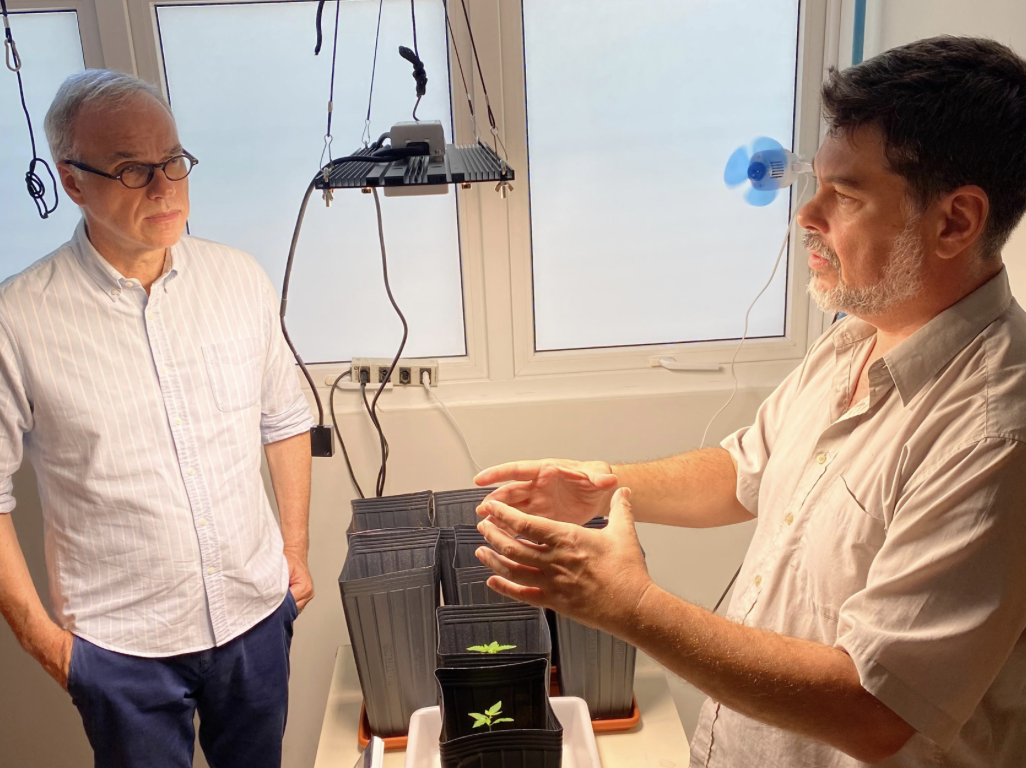 UFRN inicia cultivo de cannabis para pesquisa científica