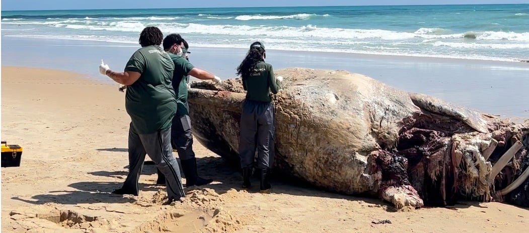 Baleia cachalote é encontrada morta na Via Costeira de Natal